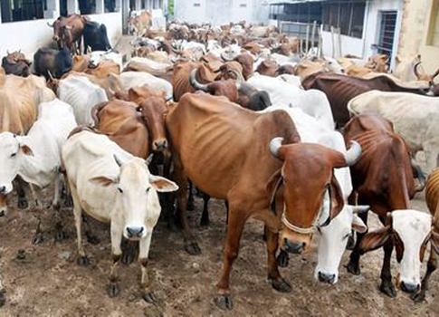 Cattle Slaughter Rules: Second Round Litigation in SC