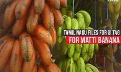 Tamil Nadu files for GI tag for Matti Banana