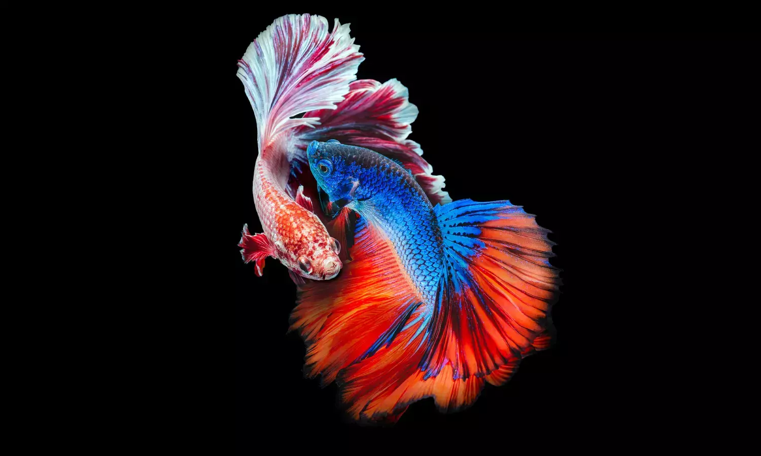 Acquisition Financing and Indias Curious Case