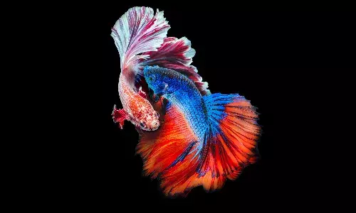 Acquisition Financing and Indias Curious Case