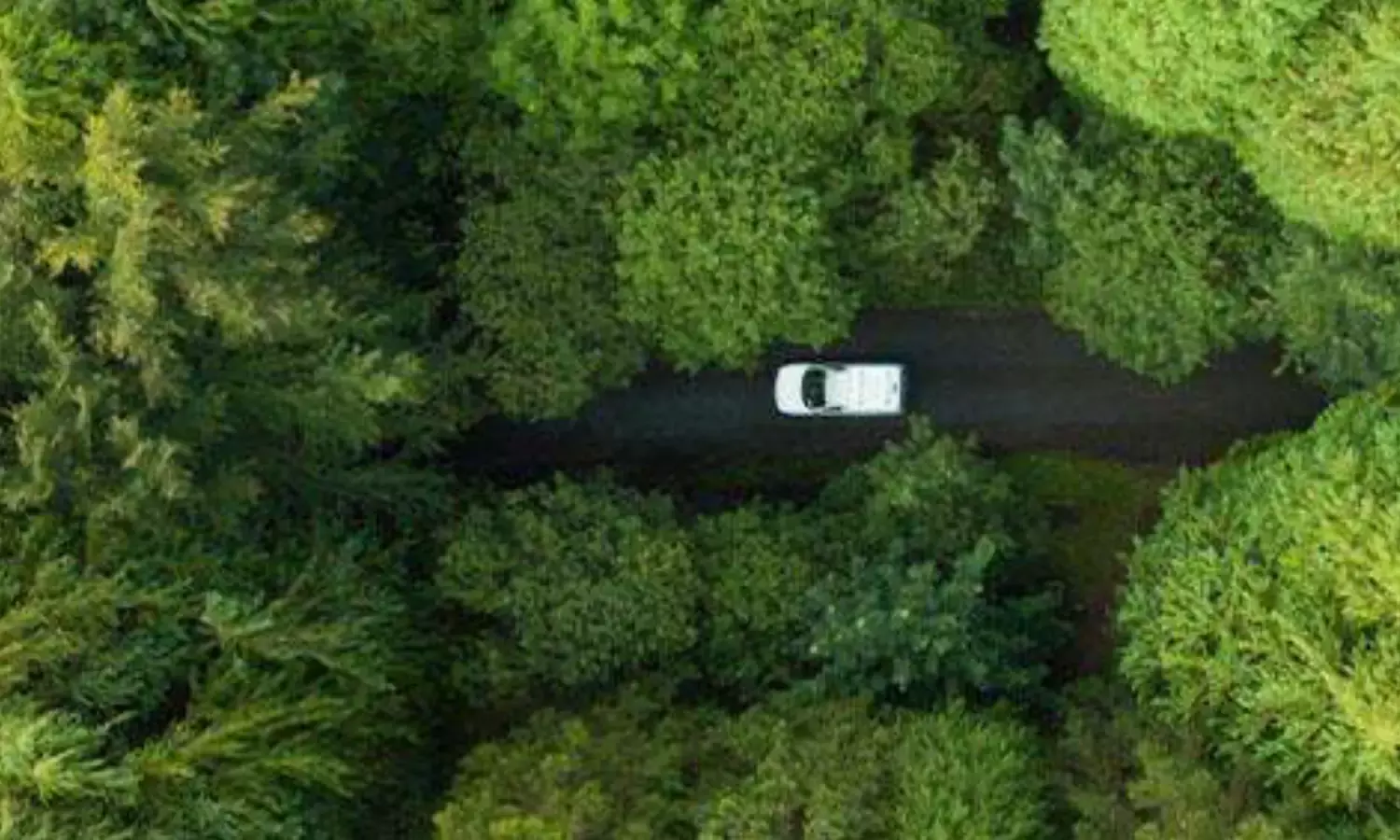 Parent Company Liability