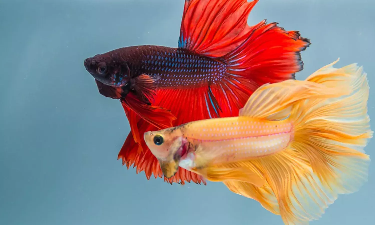 New Strategic Choices: Indian Supreme Court Rules That Two Indian Parties Can Choose A Foreign Seat Of Arbitration