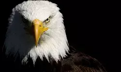 A birds-eye view of Proposed Reforms to the Power Sector