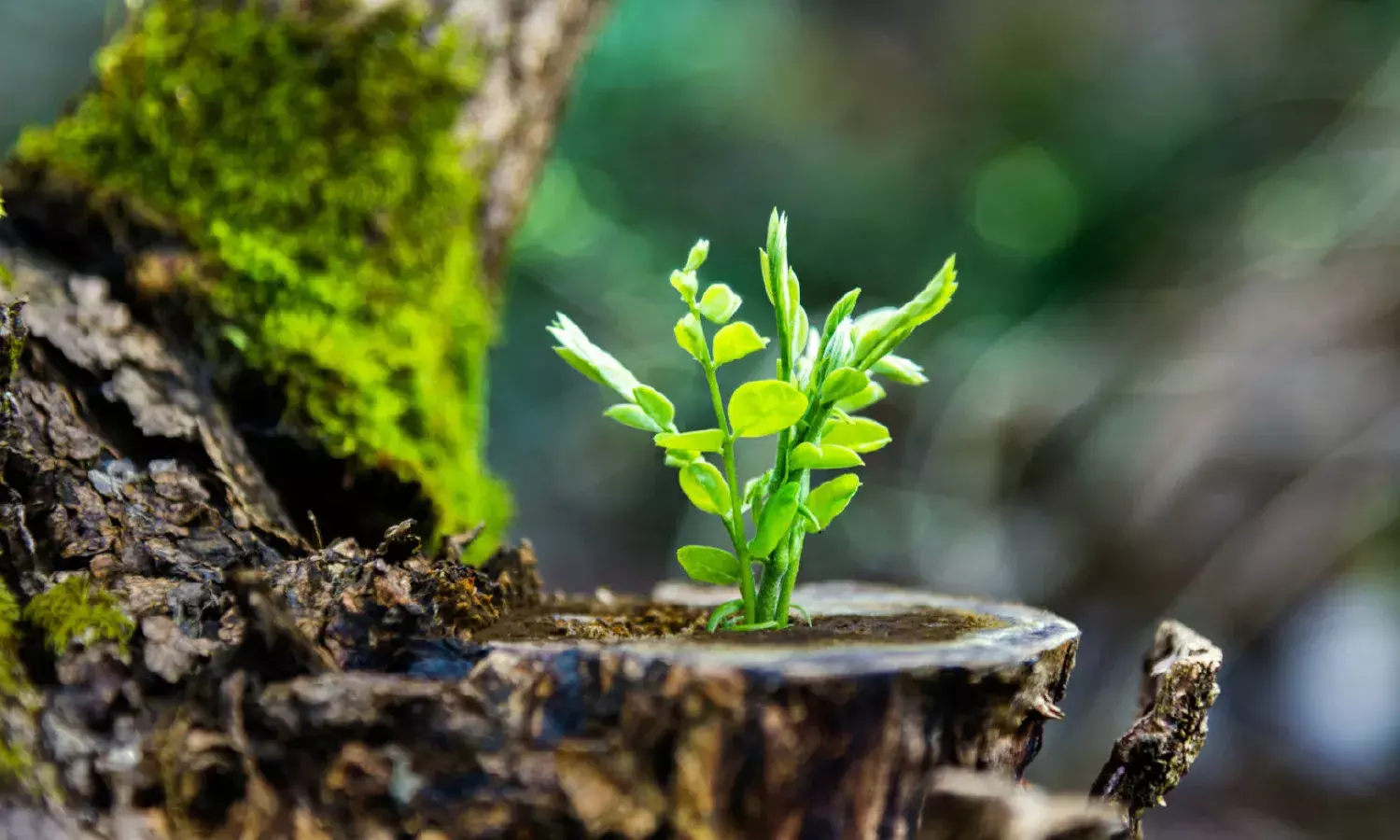 IBC Making Distressed Asset Landscape Fertile