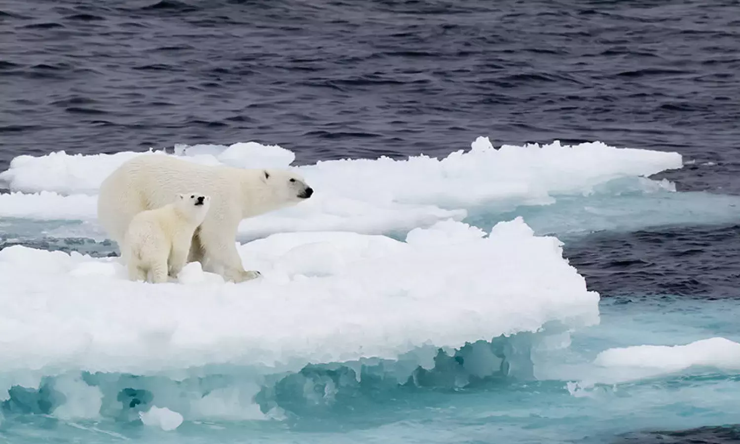 Great Expectations: Indias Tryst with Climate Change