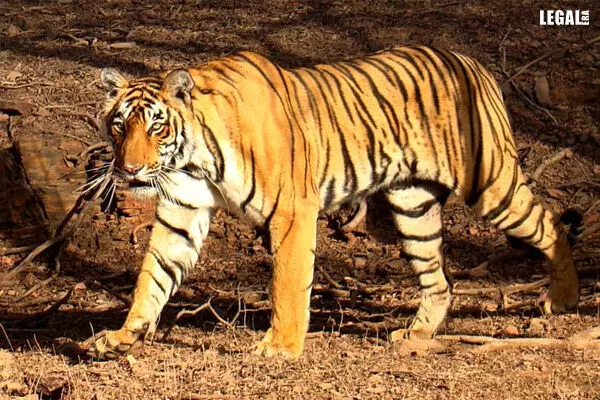NGT directs MoEF&CC to file report on illegal felling of trees In Corbett Tiger Reserve