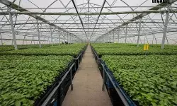Nursery-Farming