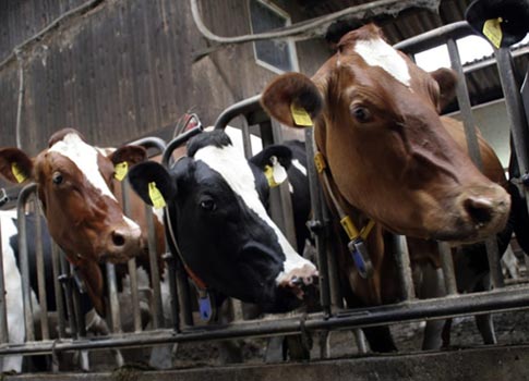 Wyoming judge rules state’s “ag-gag” laws unconstitutional