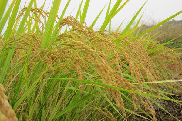 Odisha opposition parties reprove paddy procurement delay