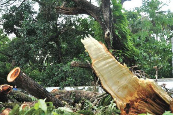 Bombay HC dismisses PIL challenging BMC’s decision to sever 2646 trees in Aarey