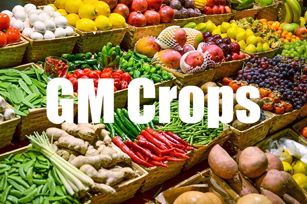 SC Issues Notice On Illegal Planting Of GM Crops
