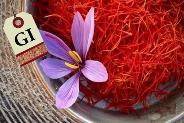 Kashmir saffron gets GI tag